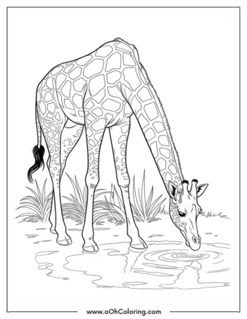 A coloring page of a giraffe bending down to drink water from a pond